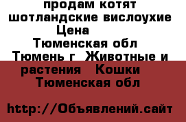 продам котят шотландские вислоухие. › Цена ­ 2 500 - Тюменская обл., Тюмень г. Животные и растения » Кошки   . Тюменская обл.